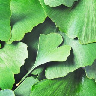 Extract de ginkgo biloba